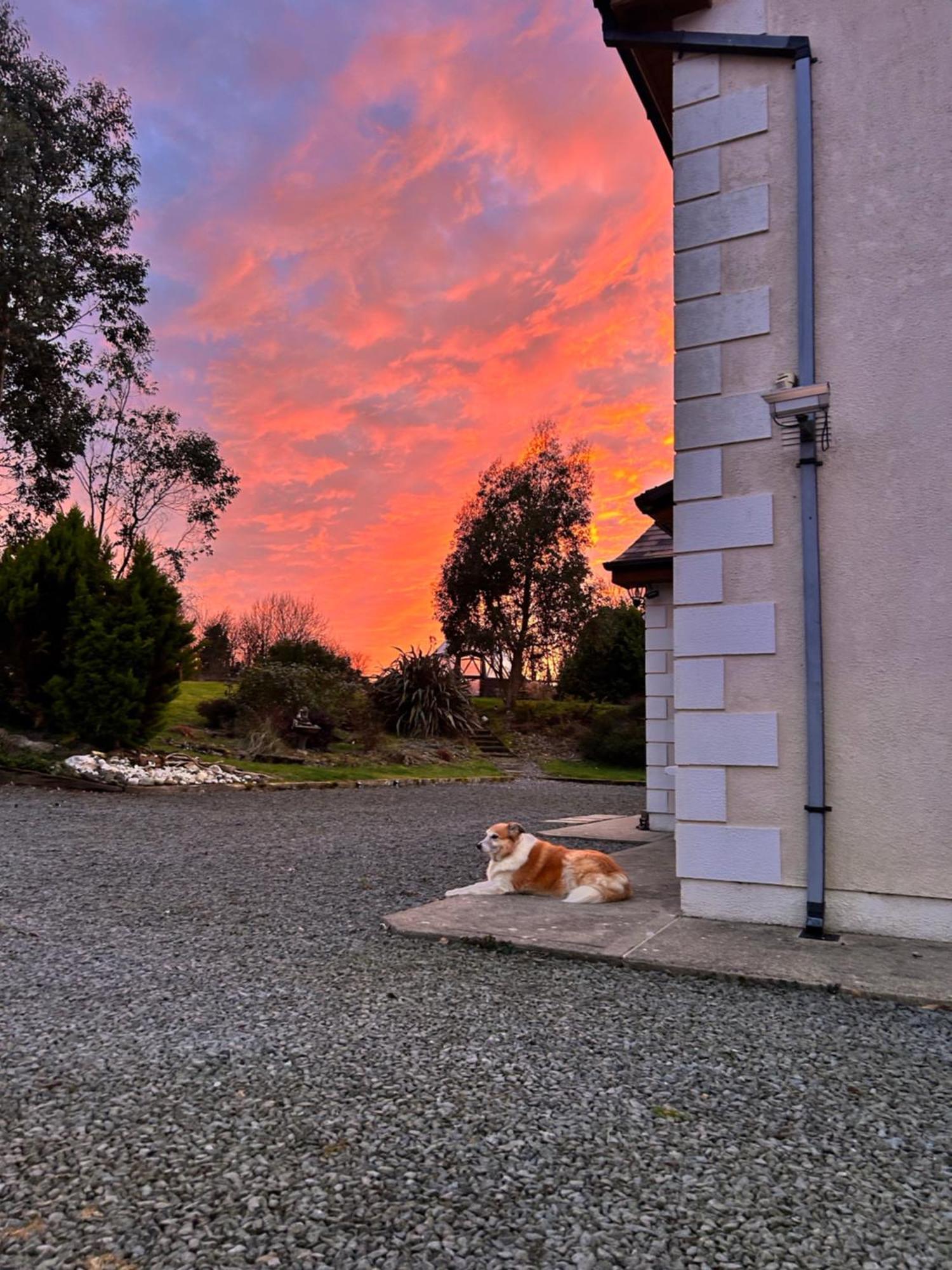 Tobernaglough Wexford Pet Friendly Country B&B Ramsgrange Exterior foto